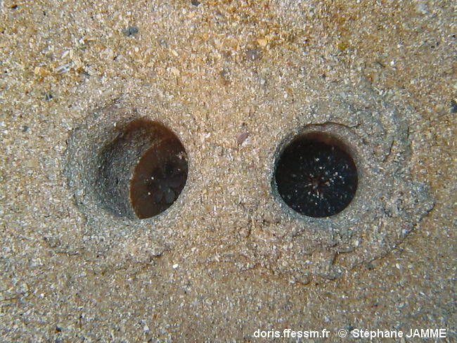 Solecurtus_strigilatus-stja210