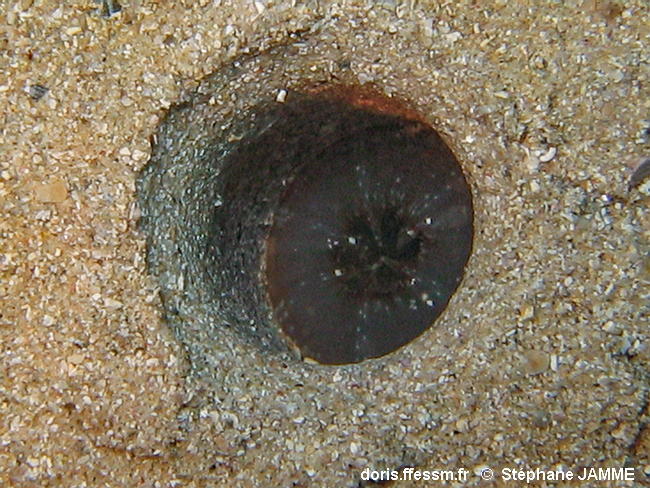 Solecurtus_strigilatus-stja211