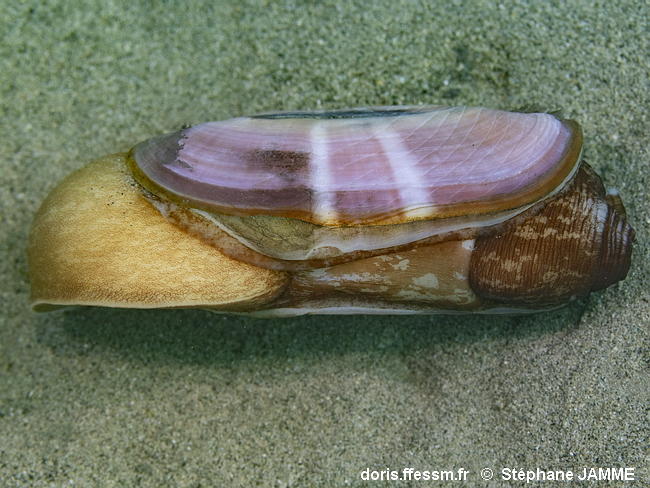 Solecurtus_strigilatus-stja222