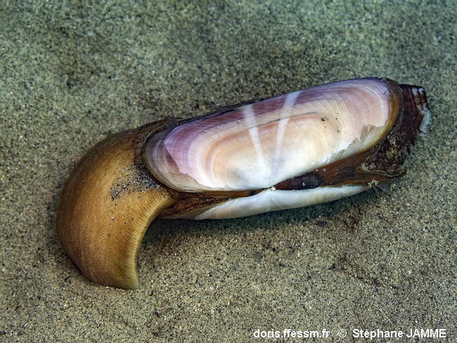 Solecurtus_strigilatus-stja223