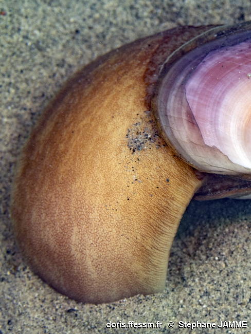 Solecurtus_strigilatus-stja231