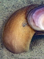 Solecurtus_strigilatus-stja231