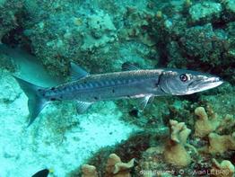sphyraena_barracuda-slb01