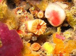 caryophyllia_inornata-slb2