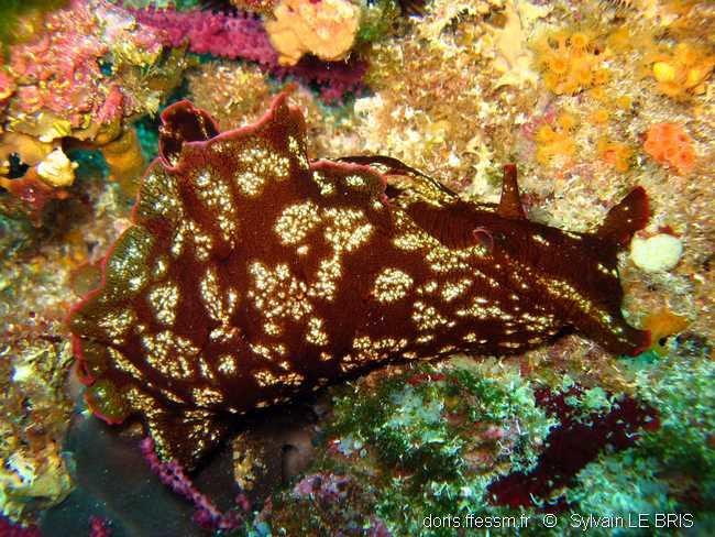 Aplysia Fasciata DORIS