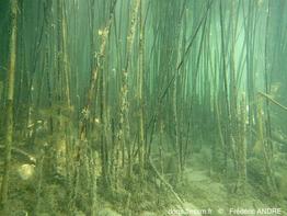 phragmites_australis-fan-08