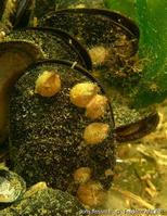 amphibalanus_eburneus-fa8