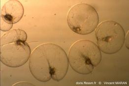 noctiluca_scintillans_vm1