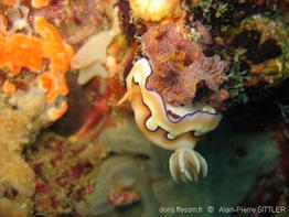 goniodoris_coi-aps102