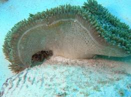 stichodactyla_helianthus_fa1