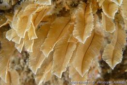 gymnangium_montagui-vl2
