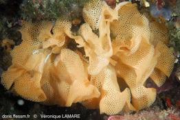 reteporella_grimaldii-vl6852