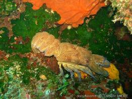 palmophyllum_crassum-6fa