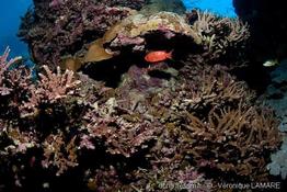 priacanthus_hamrur-vl3