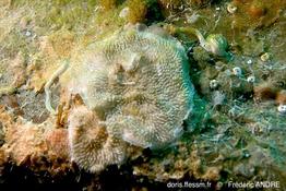 plagioecia_sarniensis-fa66