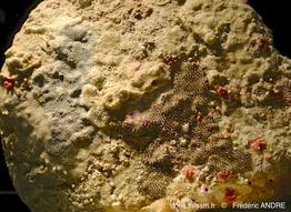 microporella_pseudomarsupiata-fa24rj