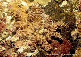 tubulipora_plumosa-fa10r