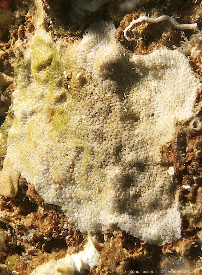 Bryozoaire berceau lapon