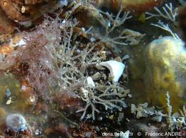scrupocellaria_sp.-fa6
