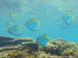 monodactylus_argenteus-slb1
