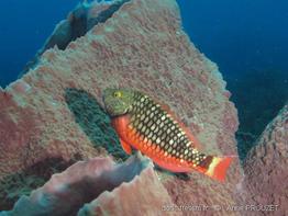 sparisoma _viride_APR3