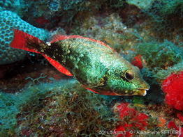 sparisoma_aurofrenatum_aps1
