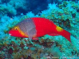 Sparisoma_cretense-slb001