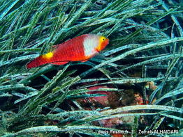 Sparisoma_cretense-zeal0825