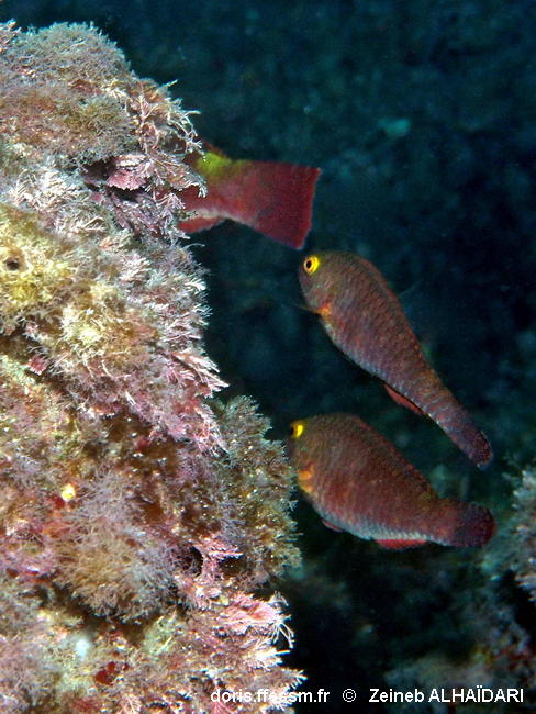 Sparisoma_cretense-zeal1025 Sparisoma_cretense-zeal1025