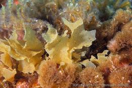spatoglossum_solieri_0378-vl2