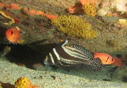 equetus_punctatus_ap11