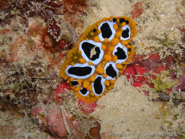 Phyllidie ocellée