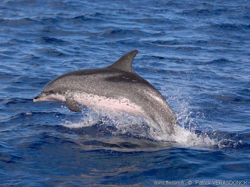 Dauphin tacheté de l'Atlantique