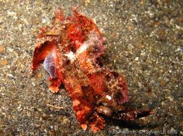 anilocra-slb1
