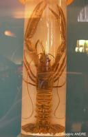 nephrops_norvegicus-fa39