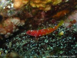 speleogobius_trigloides-slb11