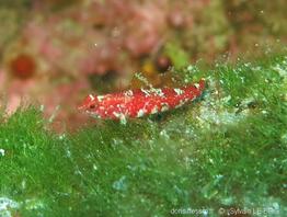 speleogobius_trigloides-slb8