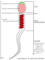 spermatozoide_glossaire-apsittler01