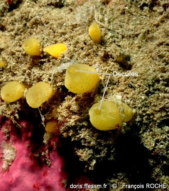sphaerotylus_renoufi-frro-img_30470