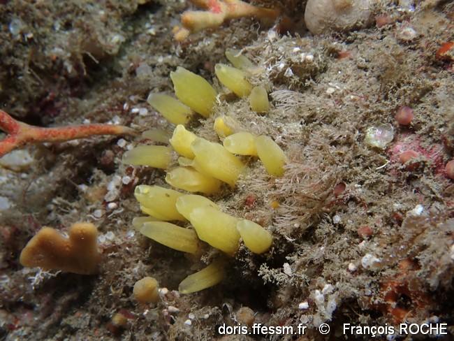 sphaerotylus_renoufi-frro-img_40229