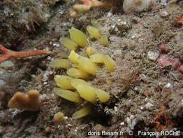 sphaerotylus_renoufi-frro-img_40229