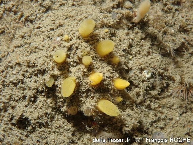 sphaerotylus_renoufi-frro-img_50688