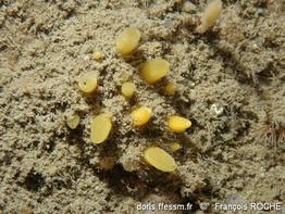 sphaerotylus_renoufi-frro-img_50688