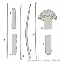 sphaerotylus_renoufi-mele_img_02