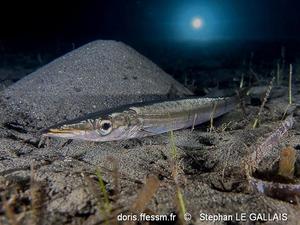 sphyraena_sphyraena-slg-02