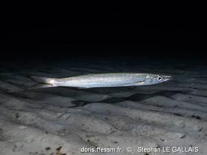 sphyraena_sphyraena-slg-03