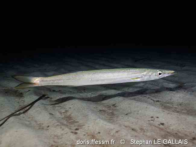 Brochet de mer