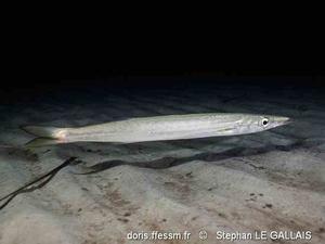 sphyraena_sphyraena-slg01