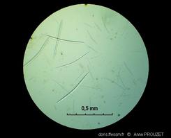 myrmekioderma_gyroderma_ap3