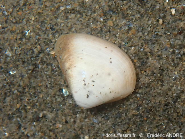 Spisula_subruncata-fran164